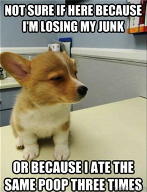 ysl dog meme|50 Of The Funniest Dog Memes Ever .